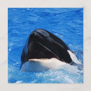 Whale-geluiden Kaart