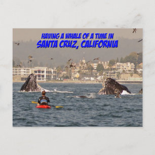 Whale of a Time Santa Cruz California Briefkaart