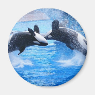 Whale Photo Magnet Magneet