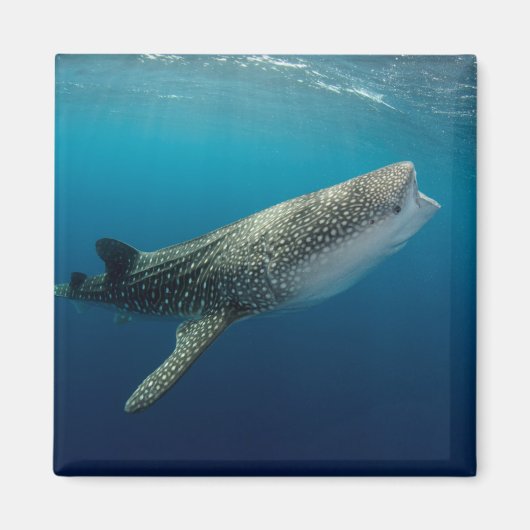 Whale Shark Swimming Magneet (Voorkant)