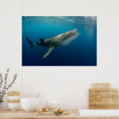 Whale Shark Swimming Poster (Keuken)