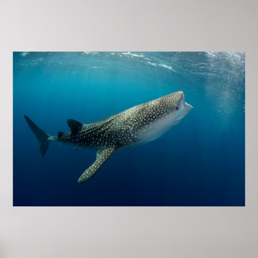 Whale Shark Swimming Poster (Voorkant)
