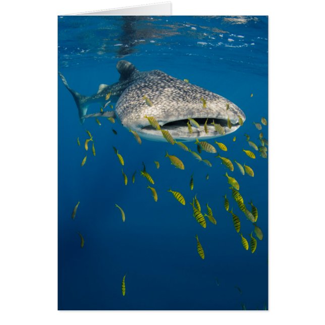 Whale Shark with fish, Indonésie (Devant)