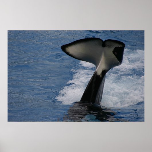 Whale Tail Poster (Voorkant)