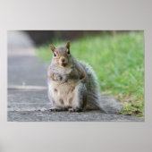 "What, I'm Pregnant!" Female Squirrel Poster (Devant)