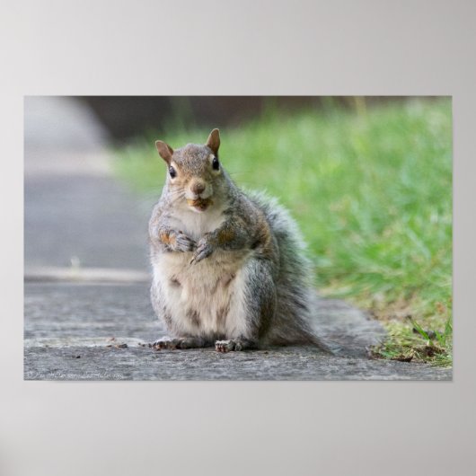 "What, I'm Pregnant!" Female Squirrel Poster (Devant)