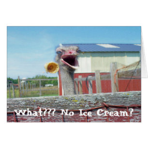 What No Ice Cream - Ferme d'autruches