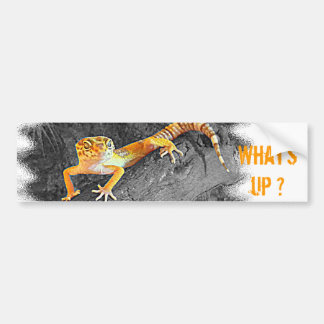 What's up? Gecko, leopard gecko, Bumpersticker