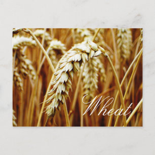 Wheat Field Briefkaart