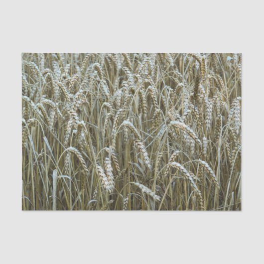Wheat Field-weefselpapier Tissuepapier (Voorkant)