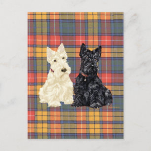 Wheaten en Black Scottish Terriers Briefkaart