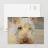 Wheaten Schotse Terrier Briefkaart (Voorkant / Achterkant)