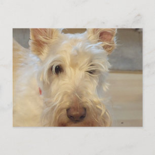 Wheaten Schotse Terrier Briefkaart