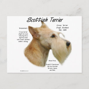 Wheaten Scottie Geschiedenis Briefkaart