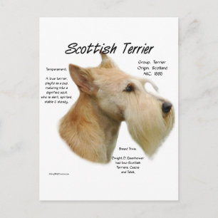 Wheaten Scottie Geschiedenis Briefkaart