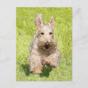 Wheaten Scottie rent vrij Briefkaart