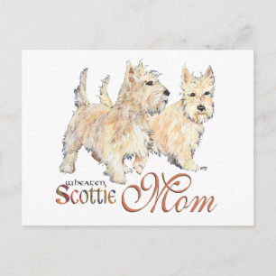 Wheaten Scottish Terriers for Moederdag Briefkaart