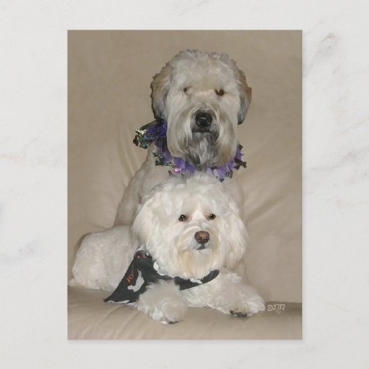 Wheaten Terrier en Havanese Briefkaart (Voorkant)