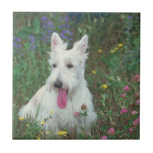 Wheaton Scottish Terrier Tile Tegeltje (Voorkant)