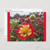 Wheels Dahlia Briefkaart (Voorkant / Achterkant)