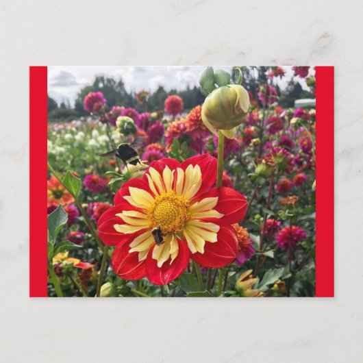 Wheels Dahlia Briefkaart (Voorkant)