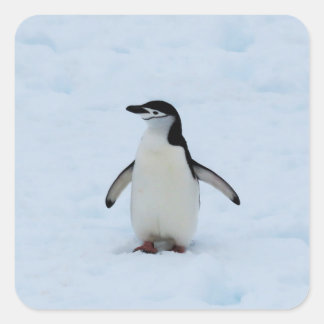 Where Am Vierkante Sticker