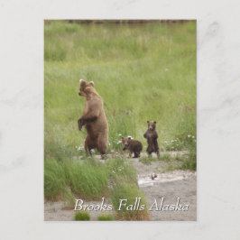 Where we going mom, Brooks Falls Alaska  Briefkaart