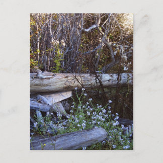 Whidbey Island 1 Briefkaart
