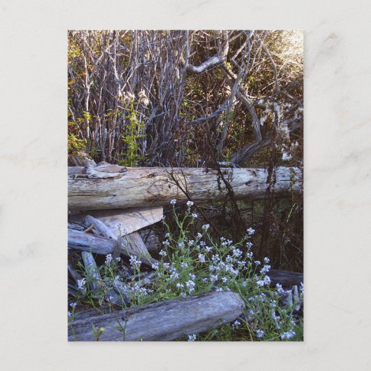 Whidbey Island 1 Briefkaart (Voorkant)