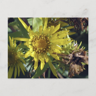 Whidbey Island 2 Briefkaart