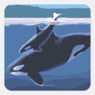 Whidbey Island, WashingtonOrca en Calf Vierkante Sticker