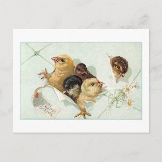 Whimsical Easter Chicken met Daisies en Greeting Briefkaart (Voorkant)