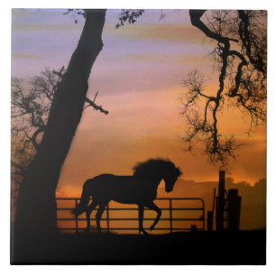 Whimsical Horse Art Tegel,  zuidwesten Tegeltje