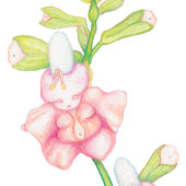 Whimsical Pink Fantasy Flowers Buds Waterverf Poster