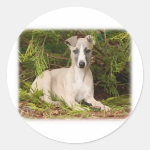 Whippet 9Y563D-005 Ronde Sticker