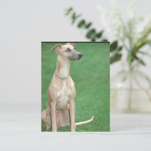 Whippet Briefkaart (Staand voorkant)