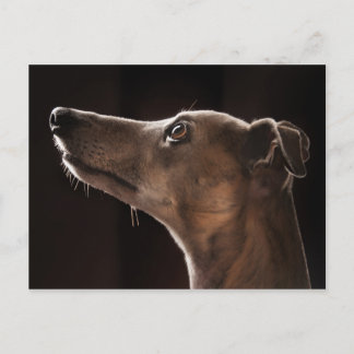 Whippet Briefkaart