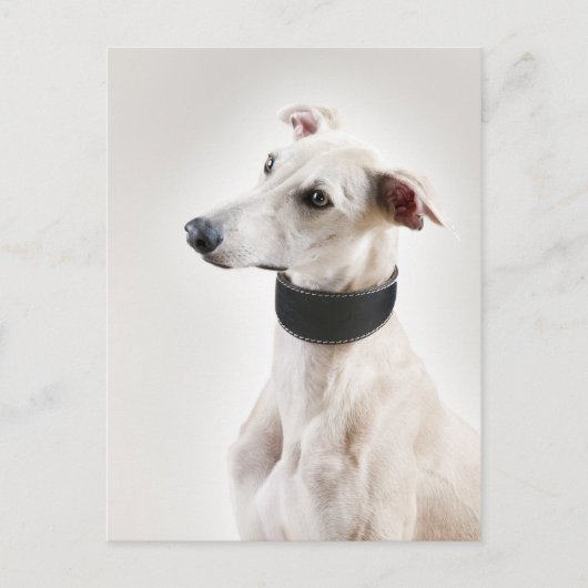 Whippet Briefkaart (Voorkant)