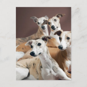 Whippet Briefkaart