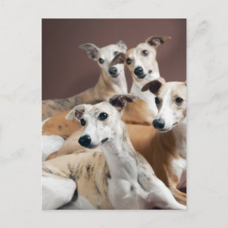Whippet Briefkaart