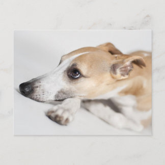 Whippet Briefkaart