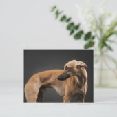 Whippet Briefkaart (Staand voorkant)