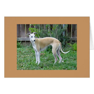 Whippet Hound-Wenskaart