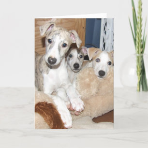 Whippet puppykaart kaart