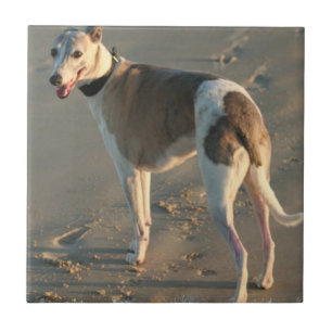 Whippet Tile Tegeltje