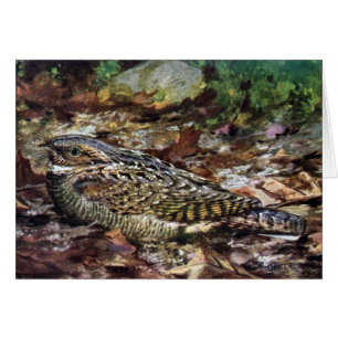Whippoorwill caché