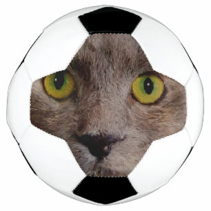 "Whiskers d'or : un chaton Brown dans la peinture