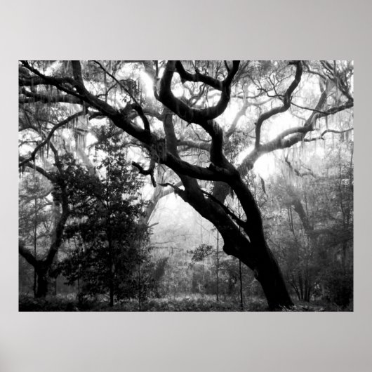 Whispering Oaks Poster (Voorkant)