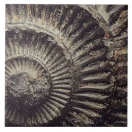 Whitby Ammonite — grote indruk Tegeltje