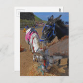 Whitby Donkeys Briefkaart (Voorkant / Achterkant)